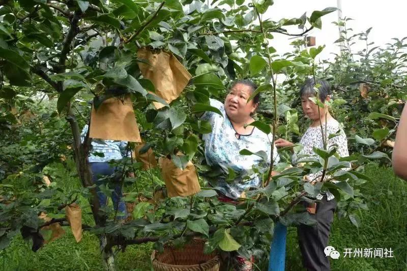 大德这里的翠冠梨看着就让人流口水，快去摘来解解馋|雷火电竞首页(图4)