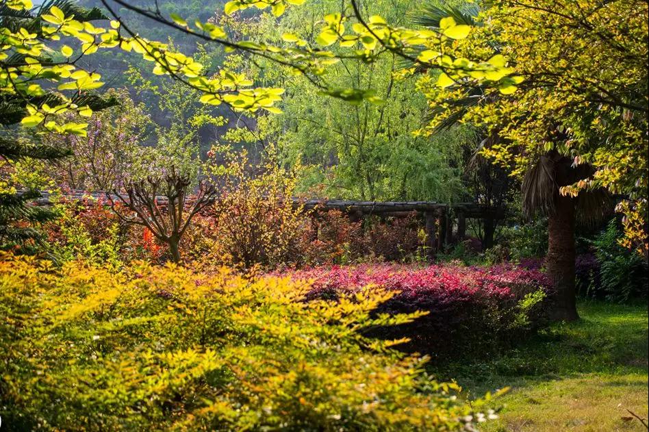 yh86银河国际官方网站-这个季节的开州盛山植物园最香了！   还有点甜！(图3)