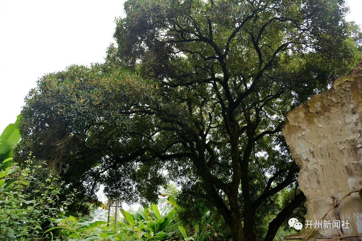 “雷火电竞官方网站”珍稀！开州北部小村庄有棵500年古桂，满树花开香飘四野(图6)