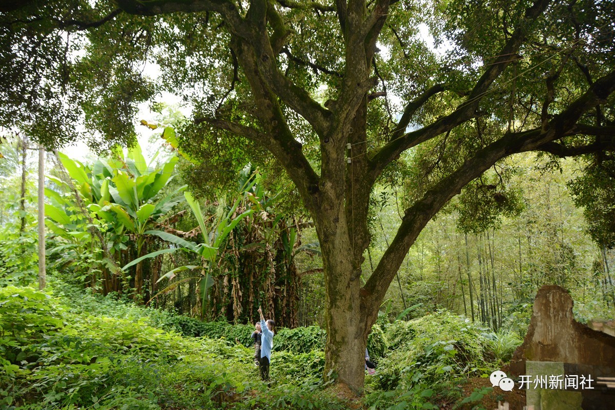 ‘im电竞官方网站’珍稀！开州北部小村庄有棵500年古桂，满树花开香飘四野(图5)