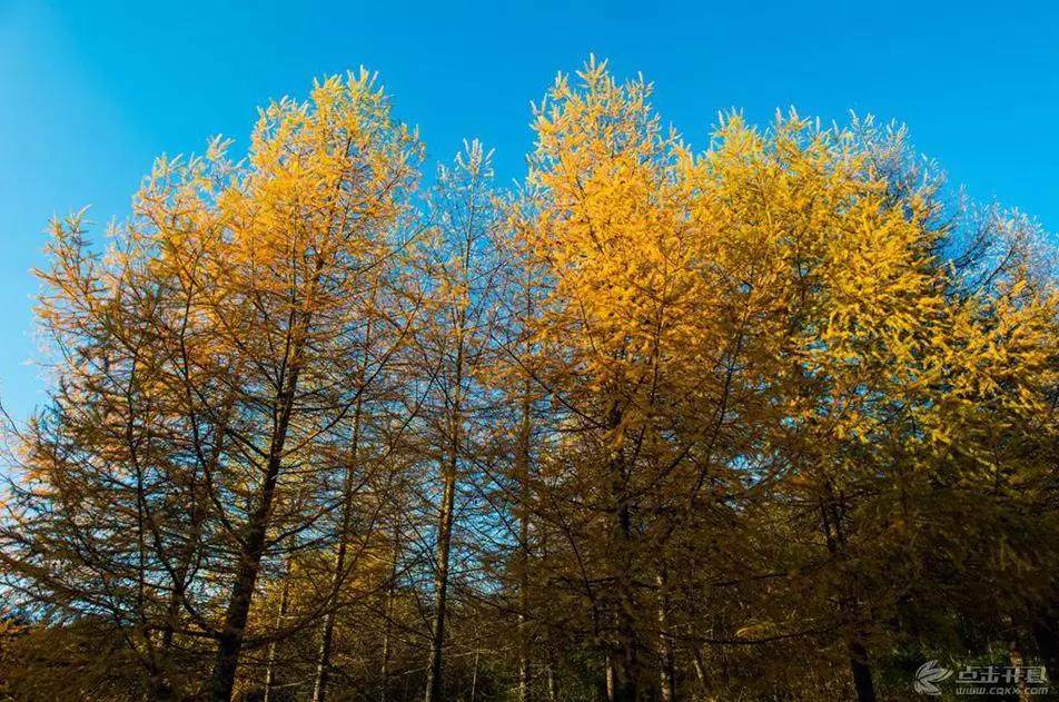 雷火电竞在线登录官网-雪宝山的秋天太美了！恍如走进了现实版的“童话世界”(图19)