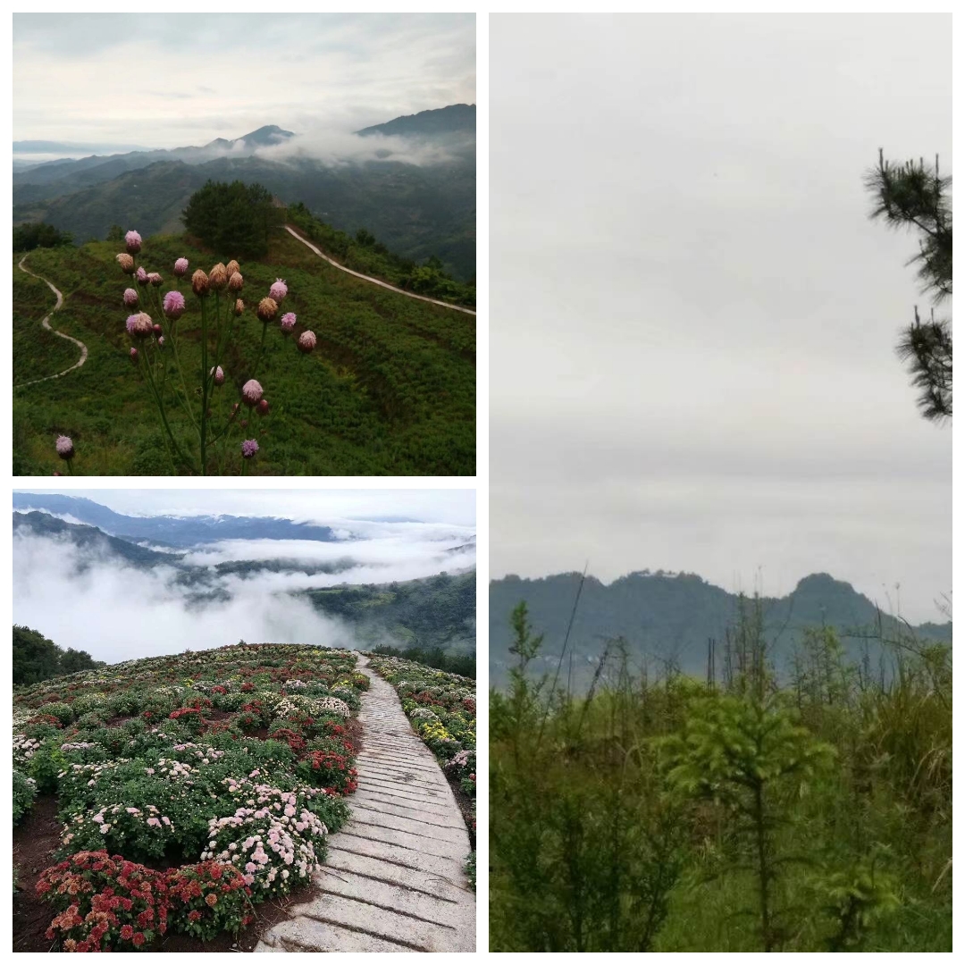 花满山岗2.jpg