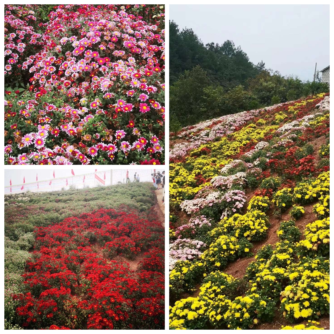 花满山岗5.jpg