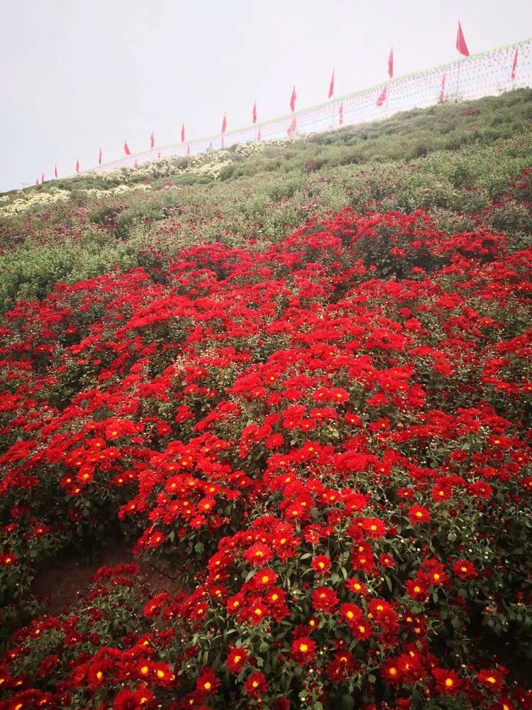 花满山岗9.jpg