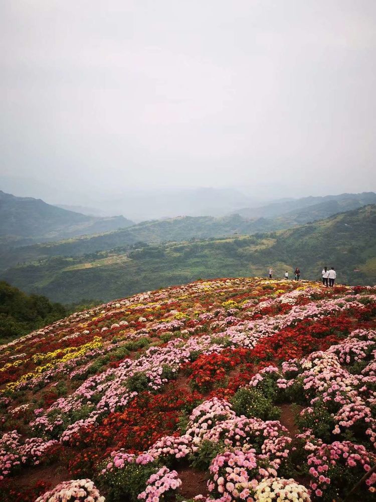 花满山岗10.jpg