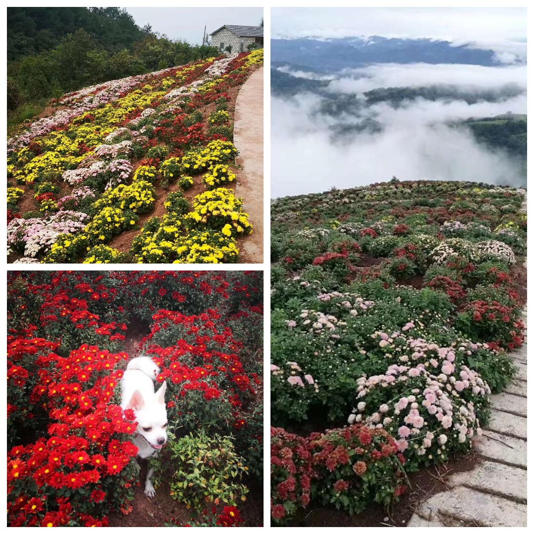 花满山岗12.jpg
