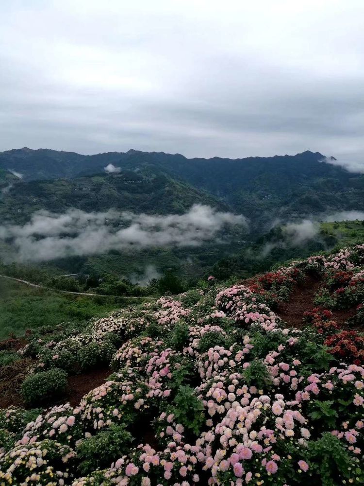 花满山岗11.jpg