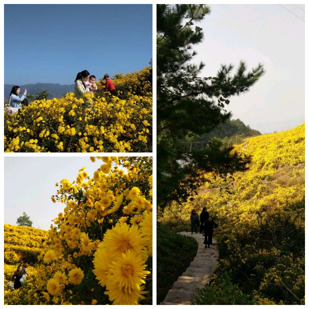 花满山岗14.jpg