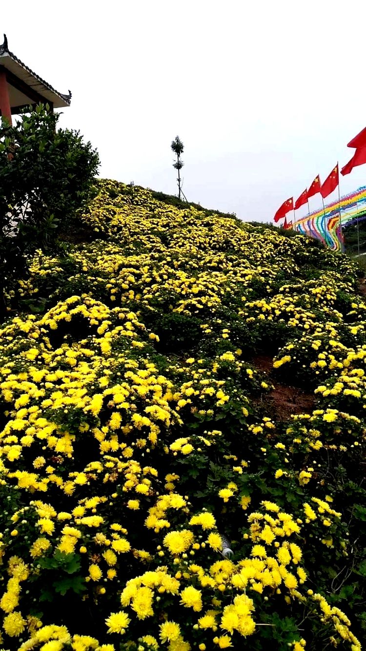 花满山岗15.jpg