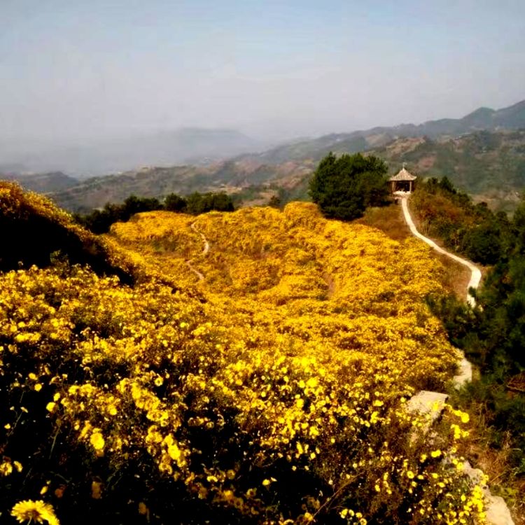 花满山岗16.jpg