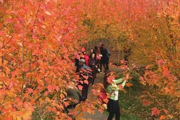 “南宫娱乐官网”开州周边游｜这里的千亩红枫林已经红透了，就等你来看！(图2)
