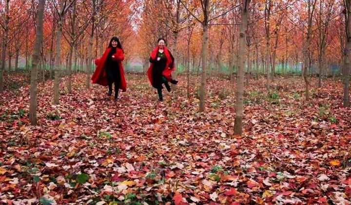 “南宫娱乐官网”开州周边游｜这里的千亩红枫林已经红透了，就等你来看！(图3)