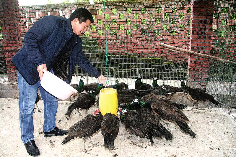 开元体育官方版最新下载-南门有个养孔雀的男人，800多只孔雀，年收入十几万！(图1)