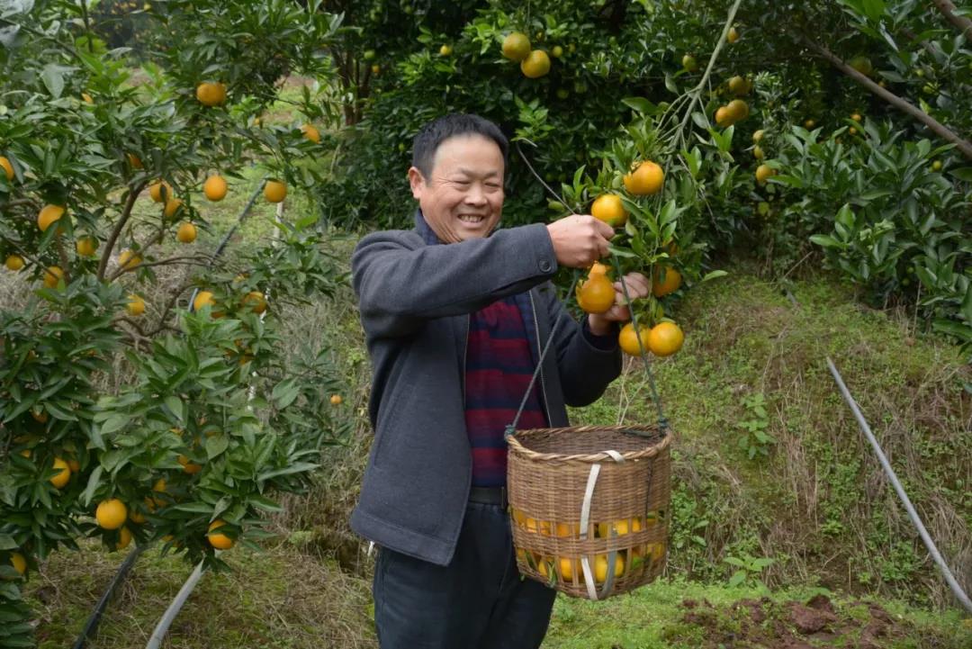 泛亚电竞官网_又到吃开县春橙的季节了！开州这个村种了2500多亩春橙，能卖2500万！(图1)