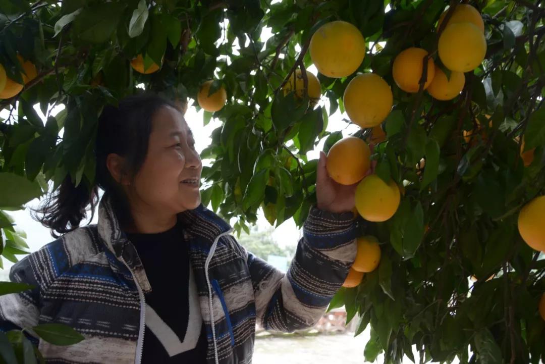 泛亚电竞官网_又到吃开县春橙的季节了！开州这个村种了2500多亩春橙，能卖2500万！(图3)