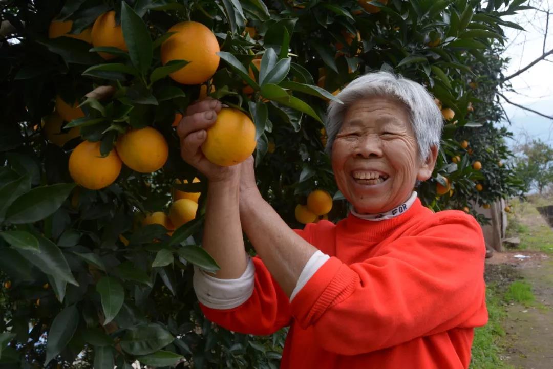 泛亚电竞官网_又到吃开县春橙的季节了！开州这个村种了2500多亩春橙，能卖2500万！(图4)