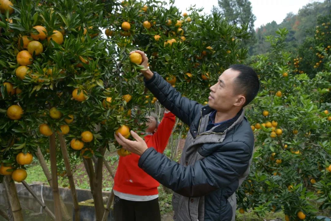 泛亚电竞官网_又到吃开县春橙的季节了！开州这个村种了2500多亩春橙，能卖2500万！(图2)