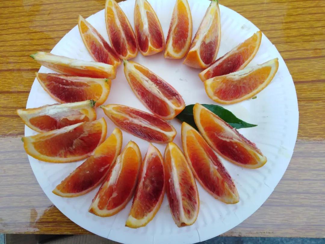 泛亚电竞官网_又到吃开县春橙的季节了！开州这个村种了2500多亩春橙，能卖2500万！(图5)