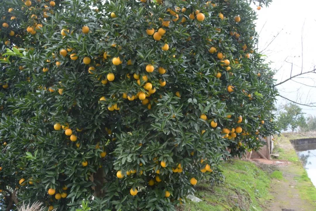 泛亚电竞官网_又到吃开县春橙的季节了！开州这个村种了2500多亩春橙，能卖2500万！(图7)