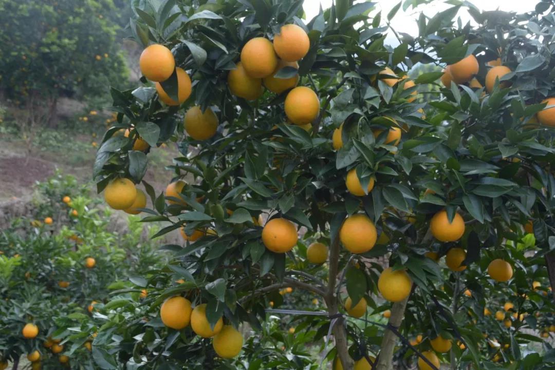 泛亚电竞官网_又到吃开县春橙的季节了！开州这个村种了2500多亩春橙，能卖2500万！(图8)