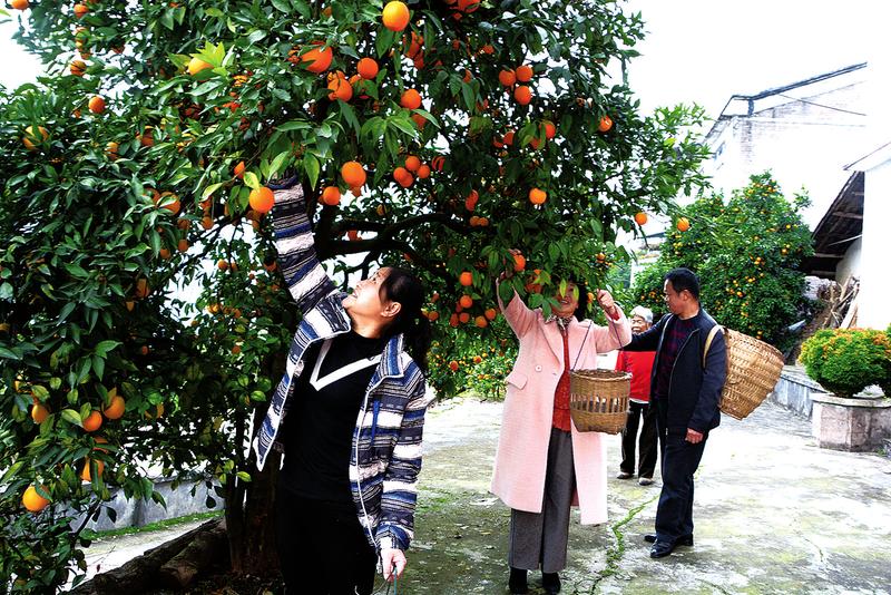 你家柑橘开始摘了吗？开州柑橘满枝头 果农忙丰收‘澳门新银河在线登录’