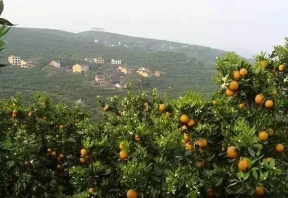 ‘半岛官方下载地址’摘鲜果、吃美食、赏雪景...让我们沿着开州“一路向南”，好耍惨了！(图16)