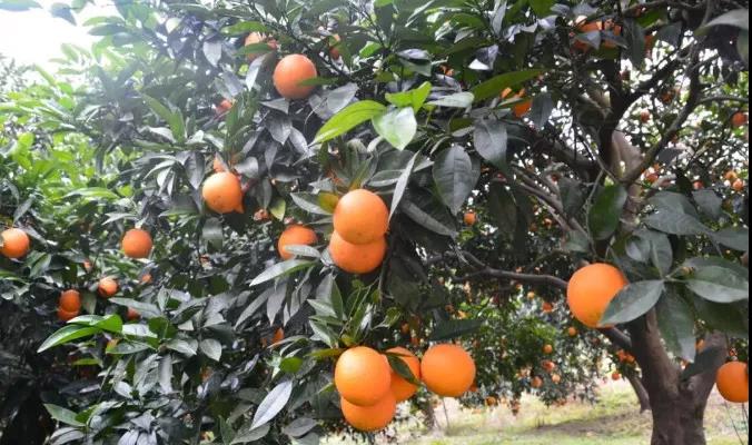 “半岛官网App下载”摘鲜果、吃美食、赏雪景...让我们沿着开州“一路向南”，好耍惨了！(图18)