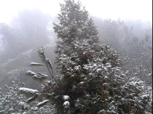 今天小寒，到处都下雪了，来一下欣赏开州这些地方美丽的雪景图吧！：Kaiyun官方网(图15)