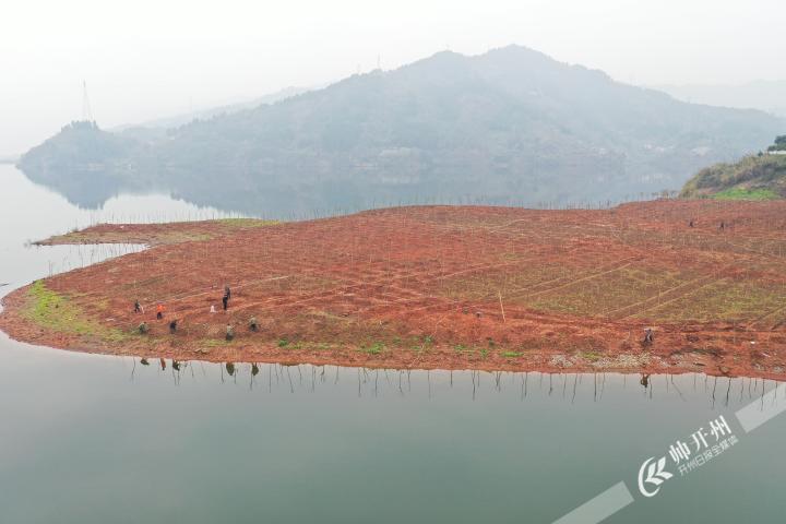 泛亚电竞：开州为澎溪河岸添新绿，植树达37亩(图2)