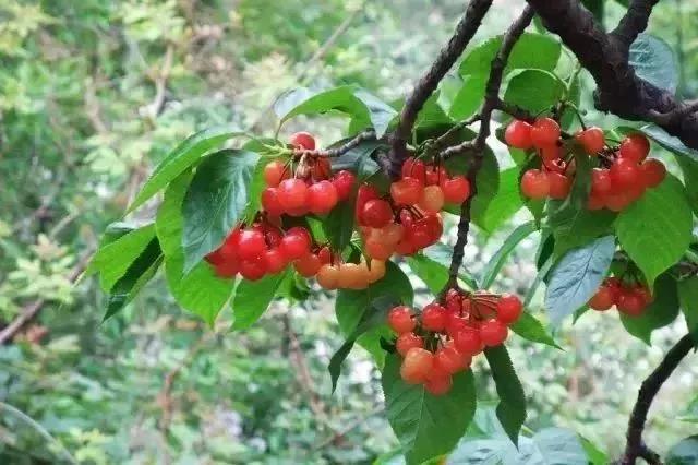 雷火电竞首页_开州水果地图来袭！一年四季都可以去开州这些地方摘果果~(图23)