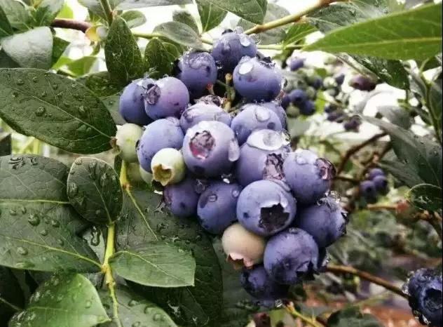 雷火电竞首页_开州水果地图来袭！一年四季都可以去开州这些地方摘果果~(图22)