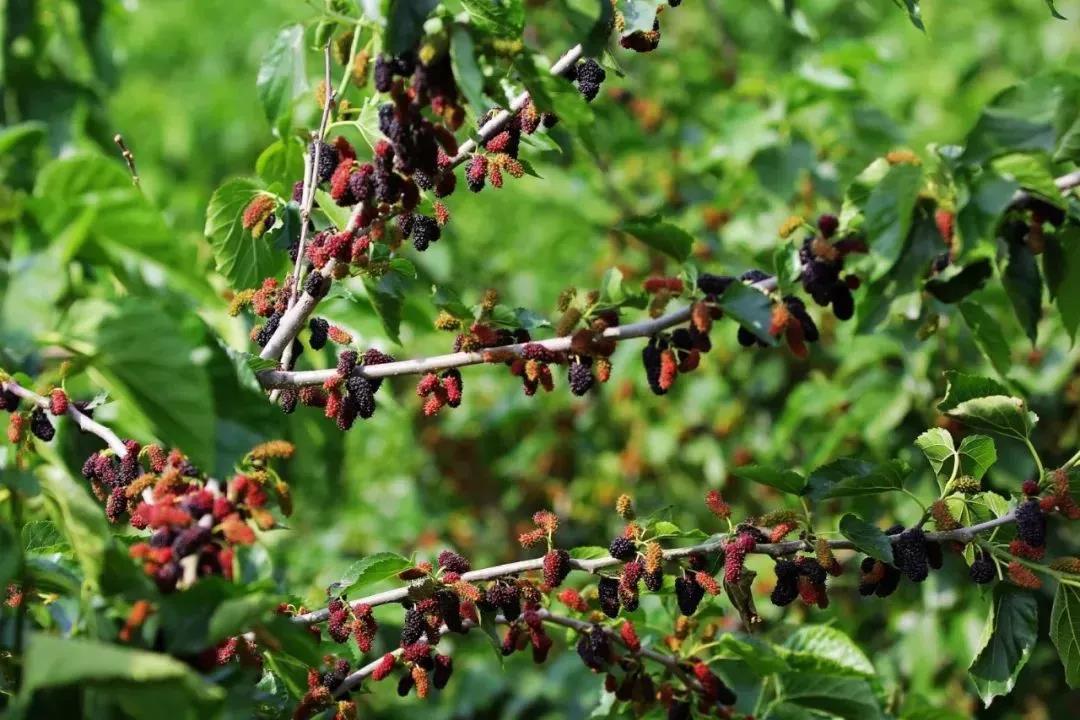 雷火电竞首页_开州水果地图来袭！一年四季都可以去开州这些地方摘果果~(图39)