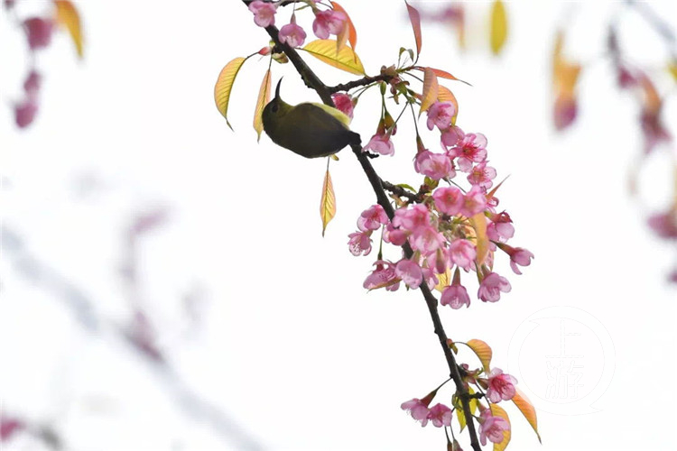 【环球体育app在线登录】开州周边游｜春节去邂逅这一片粉色花海！这里的冬樱花盛开了！(图6)