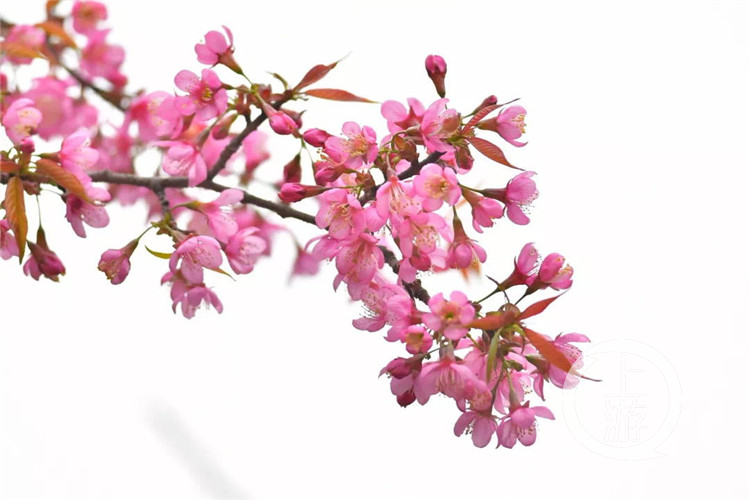 【环球体育app在线登录】开州周边游｜春节去邂逅这一片粉色花海！这里的冬樱花盛开了！(图7)