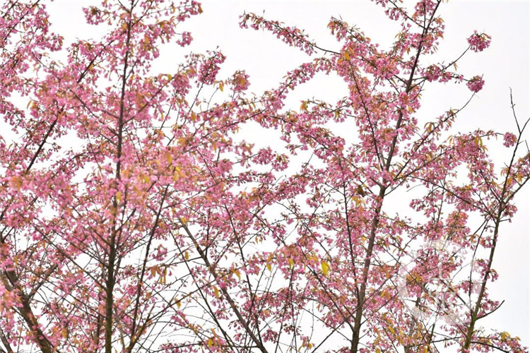 【环球体育app在线登录】开州周边游｜春节去邂逅这一片粉色花海！这里的冬樱花盛开了！(图5)