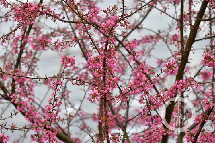 【环球体育app在线登录】开州周边游｜春节去邂逅这一片粉色花海！这里的冬樱花盛开了！(图4)