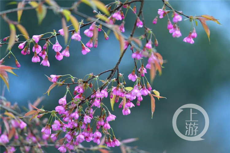 【环球体育app在线登录】开州周边游｜春节去邂逅这一片粉色花海！这里的冬樱花盛开了！(图2)