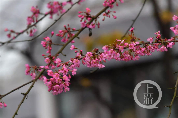 【环球体育app在线登录】开州周边游｜春节去邂逅这一片粉色花海！这里的冬樱花盛开了！(图3)