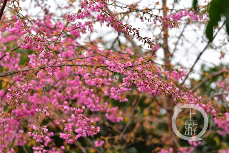 【环球体育app在线登录】开州周边游｜春节去邂逅这一片粉色花海！这里的冬樱花盛开了！(图1)