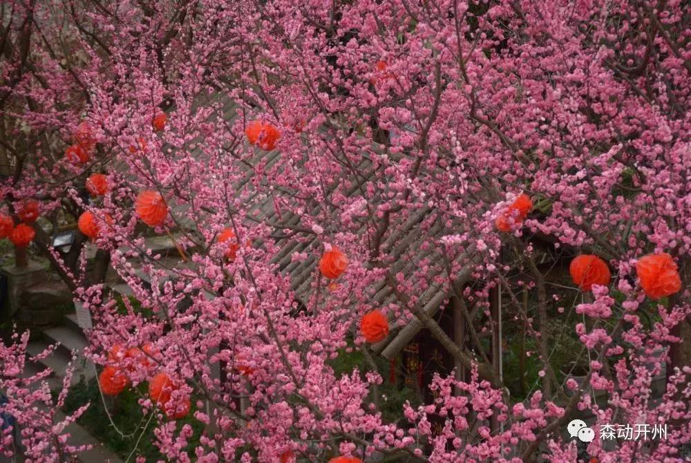 【现在不约】待到春暖花开，病毒消去，一起来开州赏花“九游会ag真人官网”(图7)