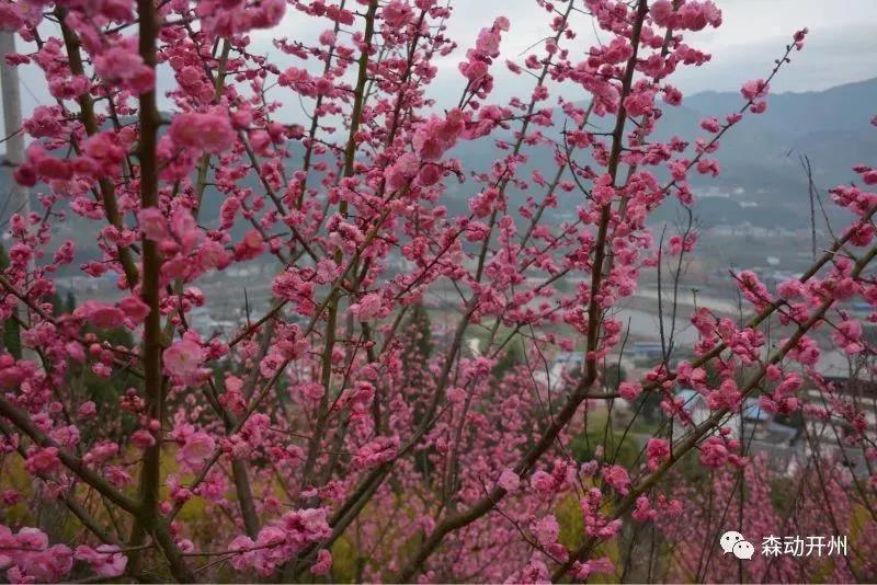 【现在不约】待到春暖花开，病毒消去，一起来开州赏花“九游会ag真人官网”(图8)