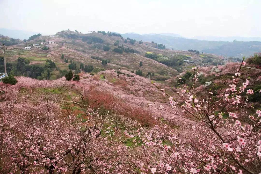 【现在不约】待到春暖花开，病毒消去，一起来开州赏花“九游会ag真人官网”(图16)