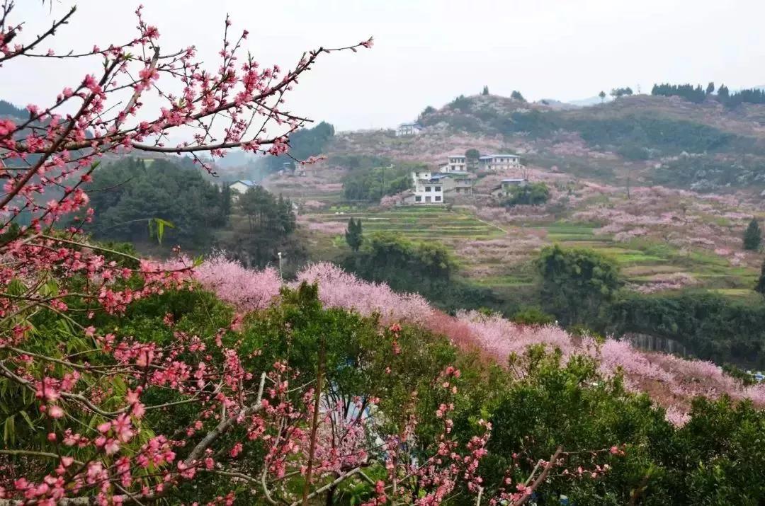 半岛官方下载入口_【现在不约】待到春暖花开，病毒消去，一起来开州赏花(图19)