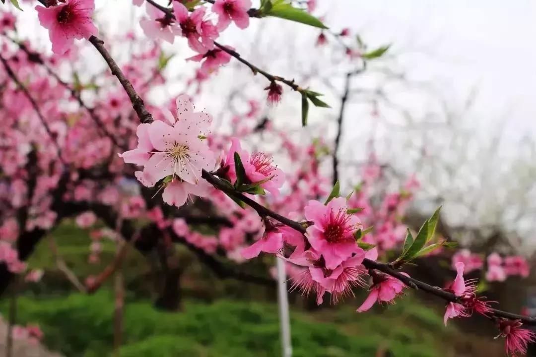 【现在不约】待到春暖花开，病毒消去，一起来开州赏花：泛亚电竞(图18)