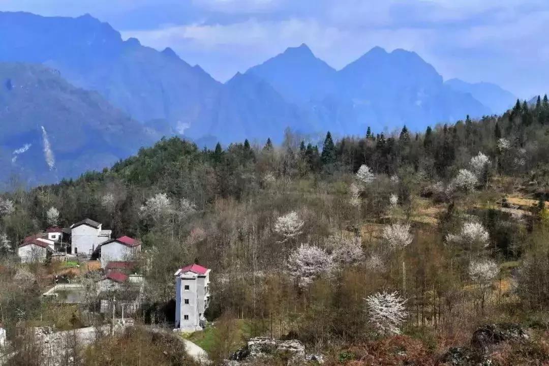 【现在不约】待到春暖花开，病毒消去，一起来开州赏花“九游会ag真人官网”(图34)