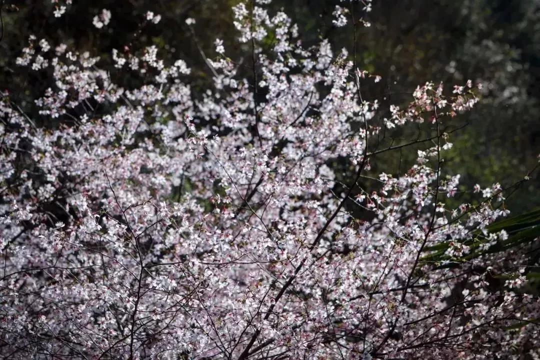 【现在不约】待到春暖花开，病毒消去，一起来开州赏花：泛亚电竞(图36)