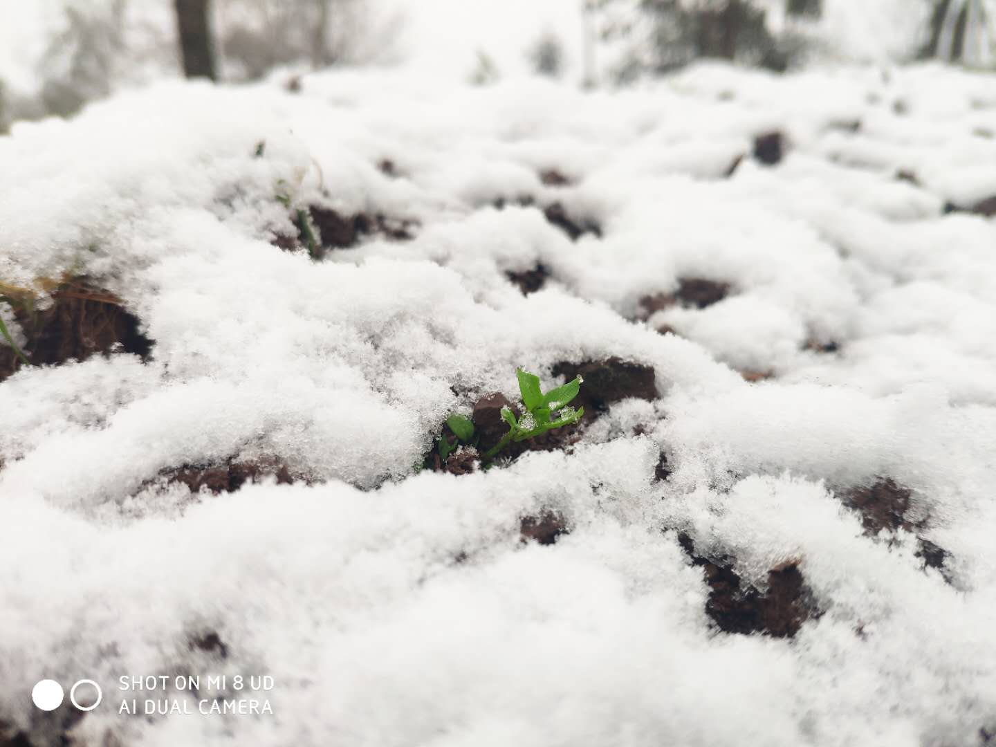 今天下雪了！开州雪景大汇集！‘开元体育官方入口’(图10)