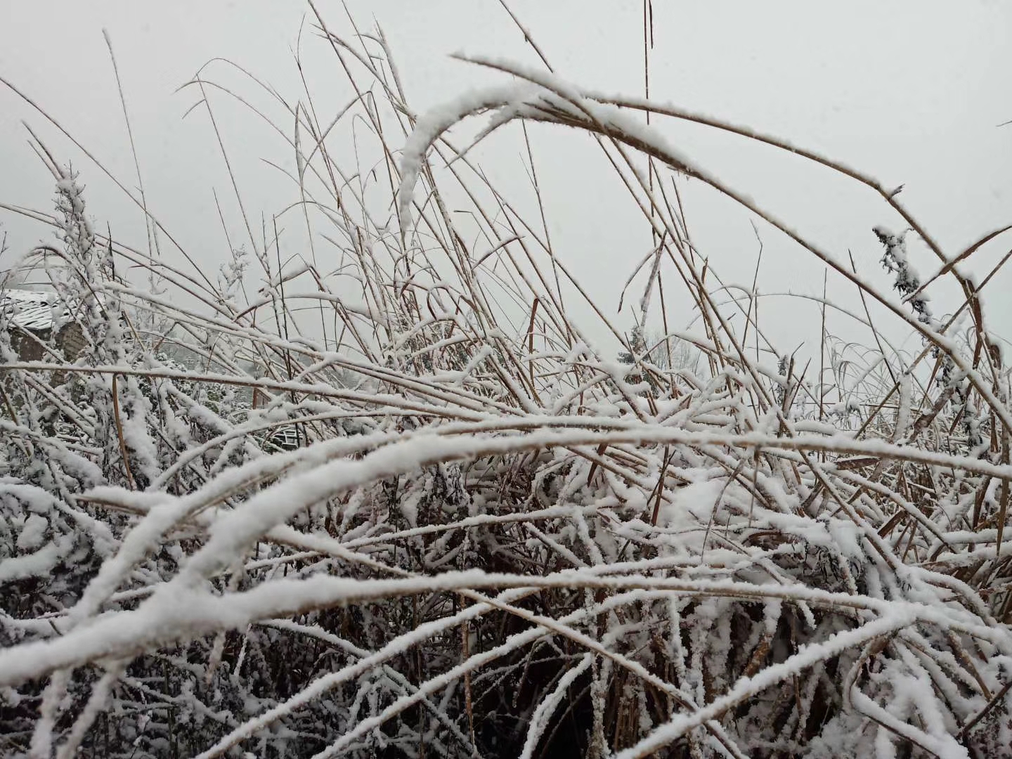 今天下雪了！开州雪景大汇集！-半岛官方下载地址(图7)