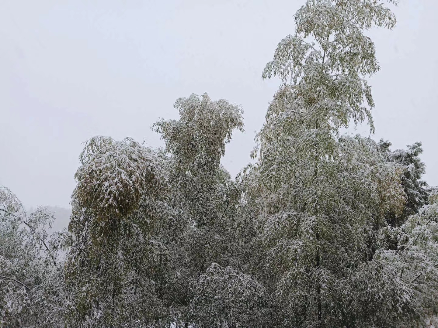 今天下雪了！开州雪景大汇集！-半岛官方下载地址(图8)