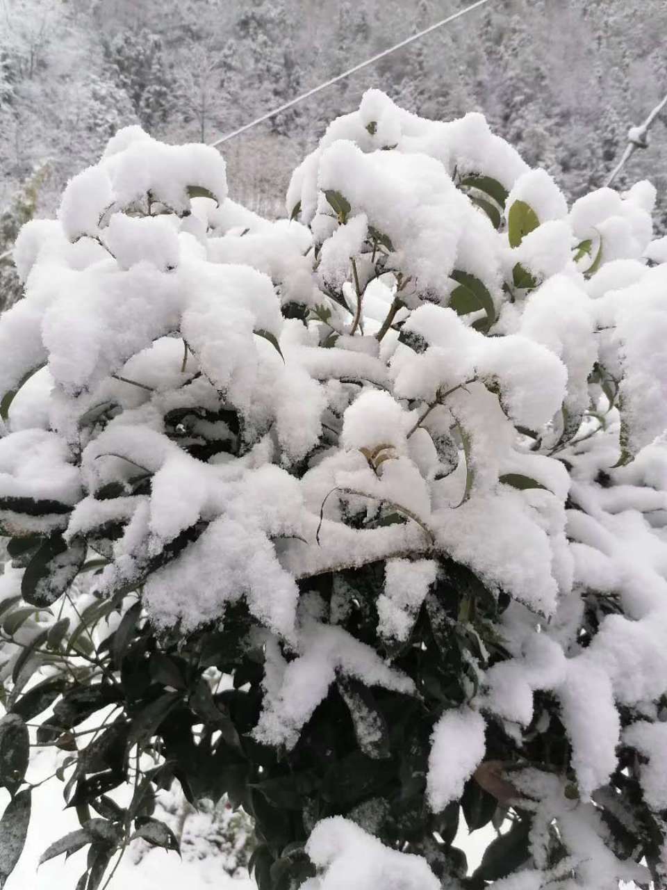 啊！我的家乡一一城口，雪景美如画！|ag九游会(图2)